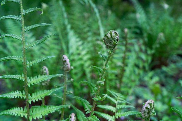 Which Lake District farms offer detailed sheepdog training experiences for visitors?