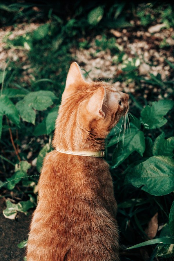 What are the best historical gardens in Norfolk for learning about Elizabethan horticulture?